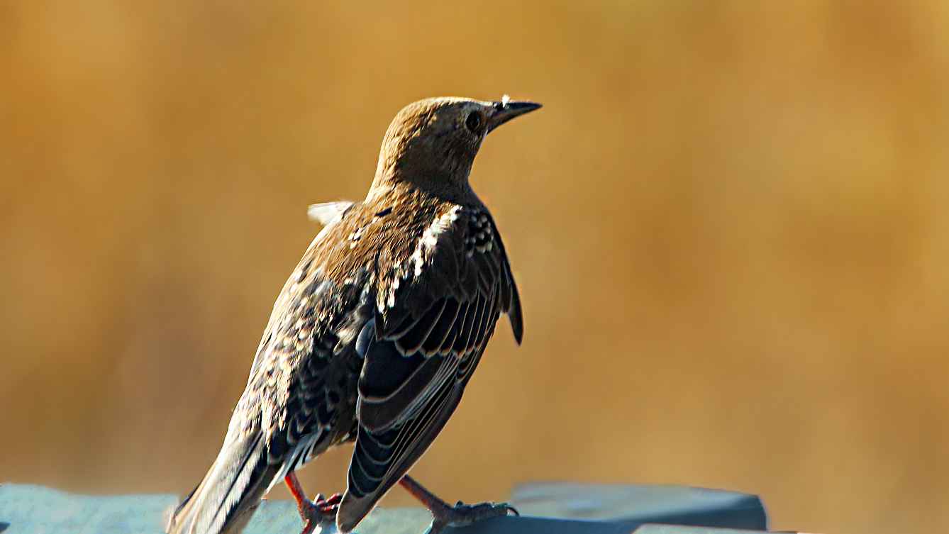 European Starling